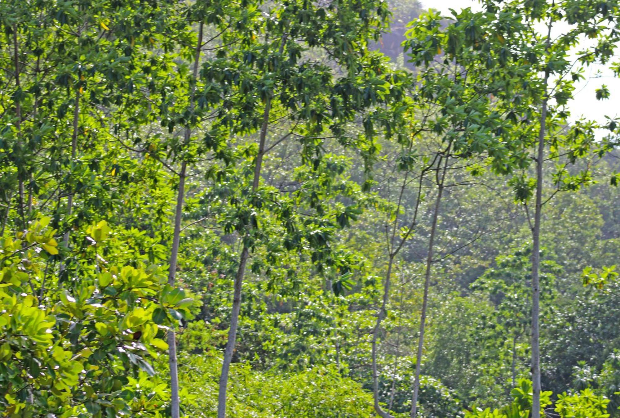 Ocean Blue Bay * Anse Volbert Village (Praslin)